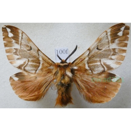 Endromis versicolora (Linnaeus, 1758) male Nasierszyca brzozówka, nasierszyca różnobarwna Czech100f